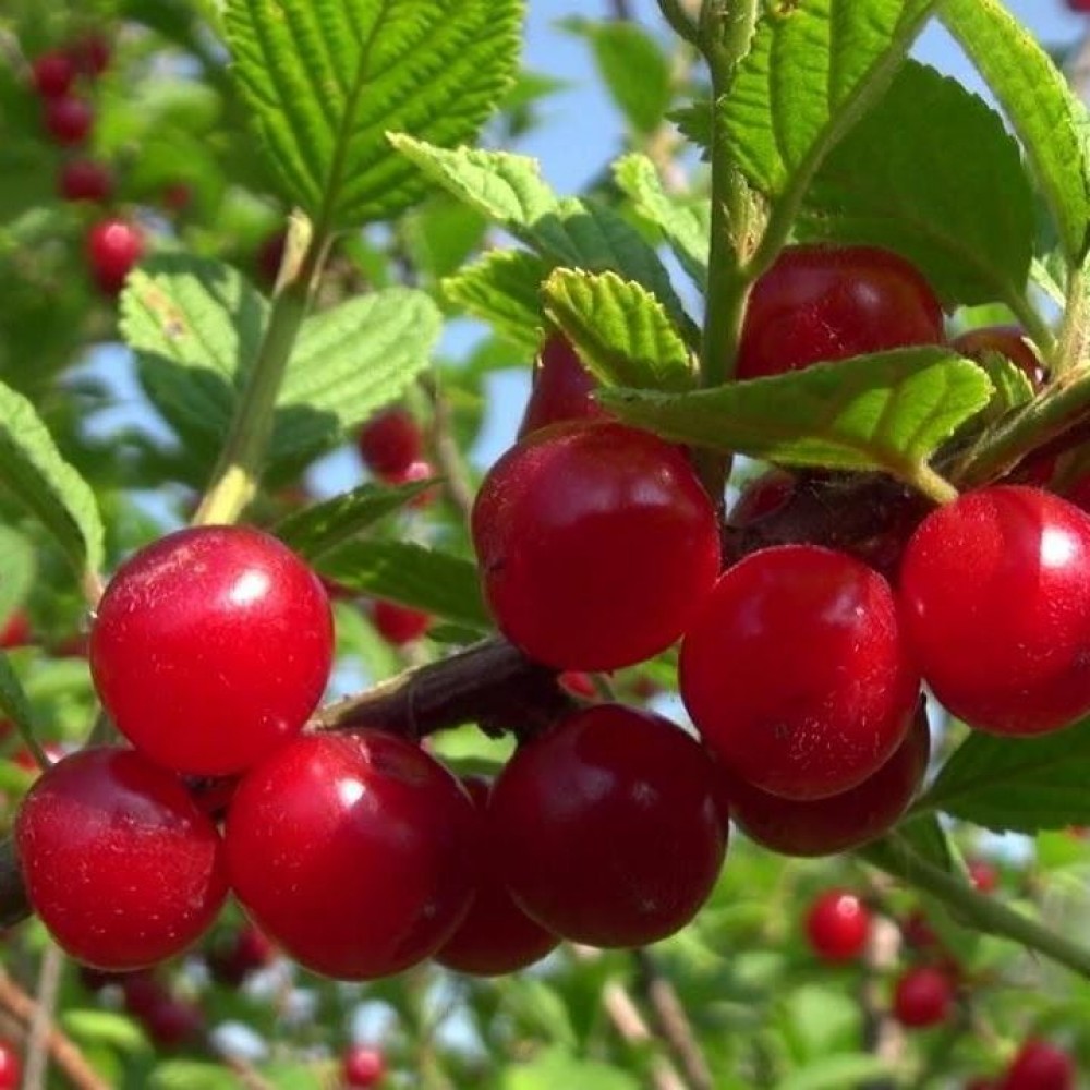 Превью изображения