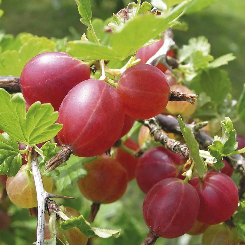 Превью изображения