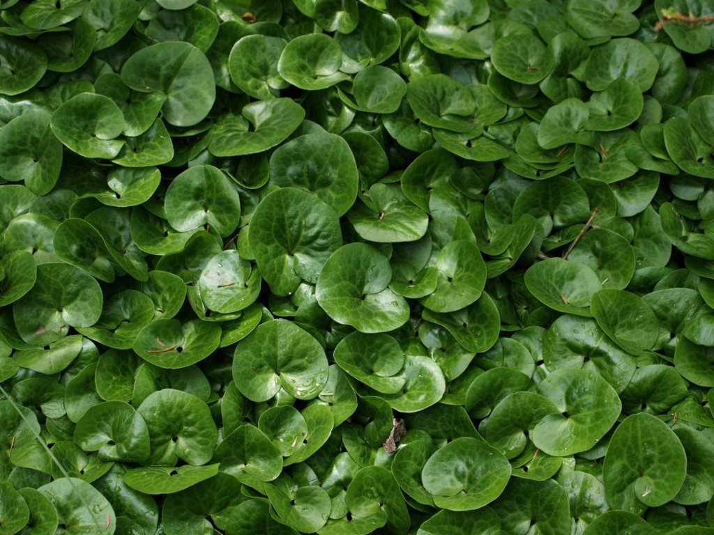 Превью изображения