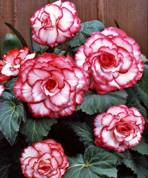 Превью изображения