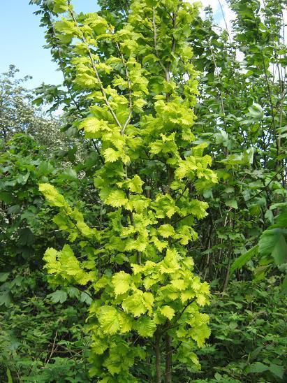 Превью изображения