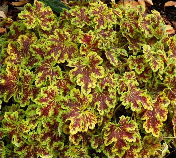 Превью изображения