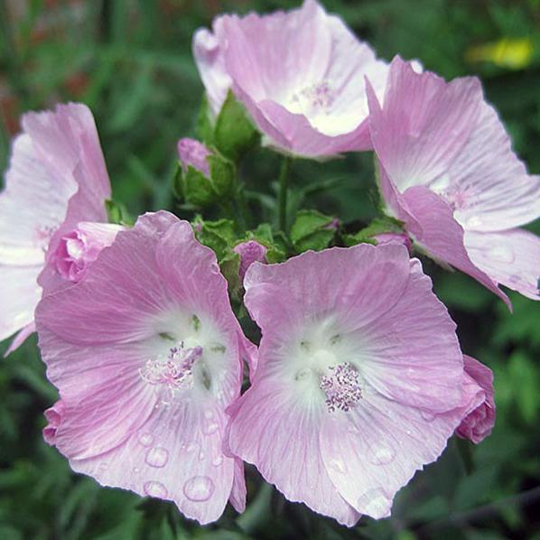 Превью изображения