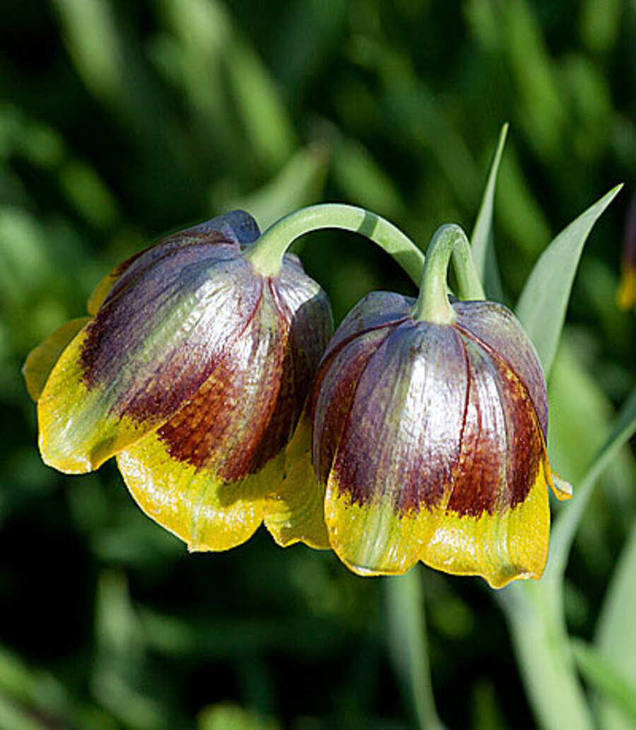 Превью изображения