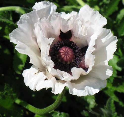 Превью изображения