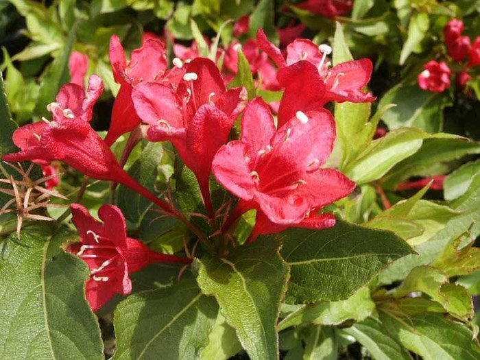 Превью изображения