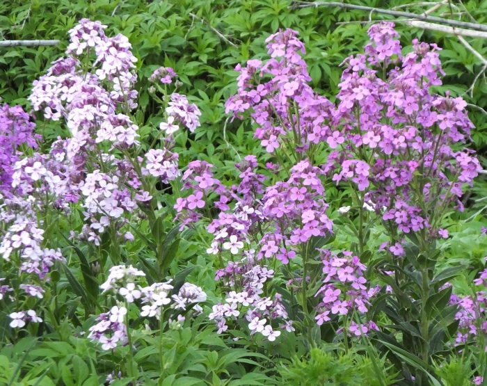 Превью изображения