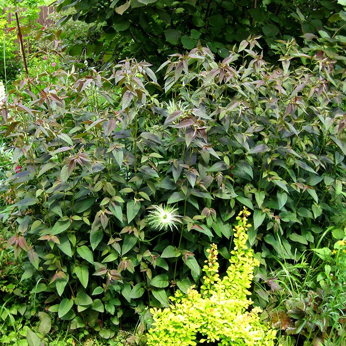 Превью изображения