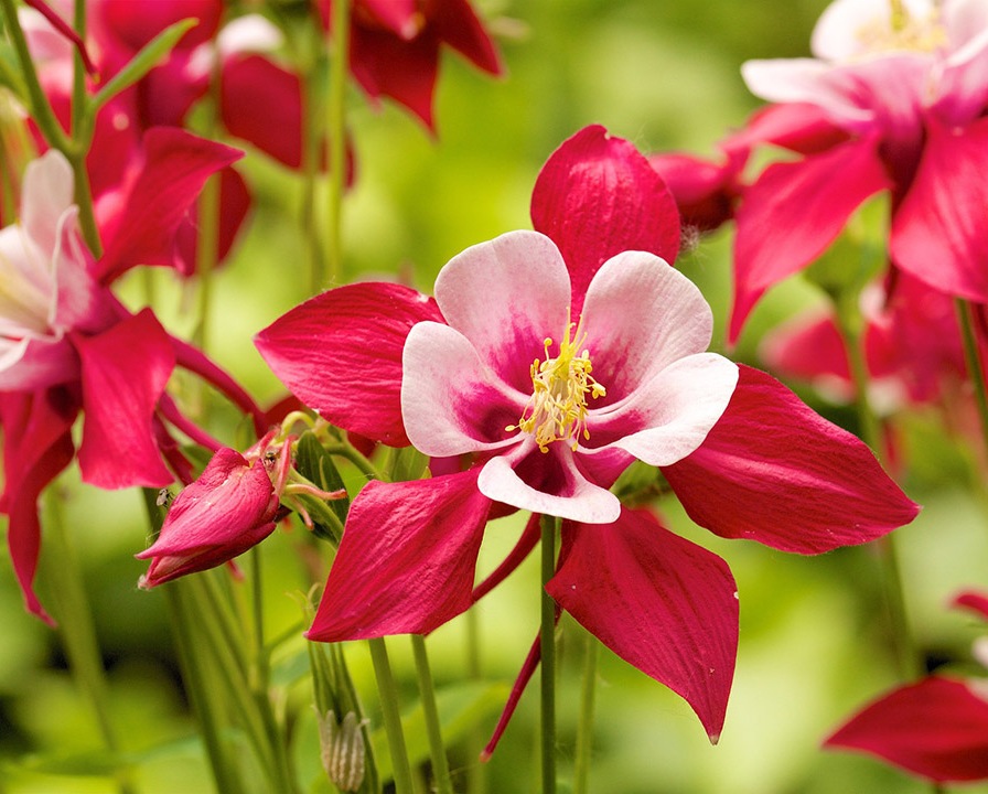 Превью изображения