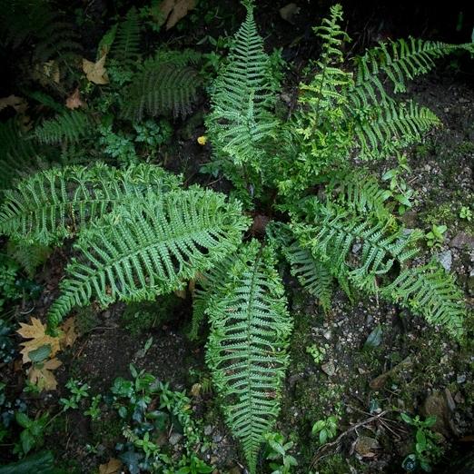 Превью изображения