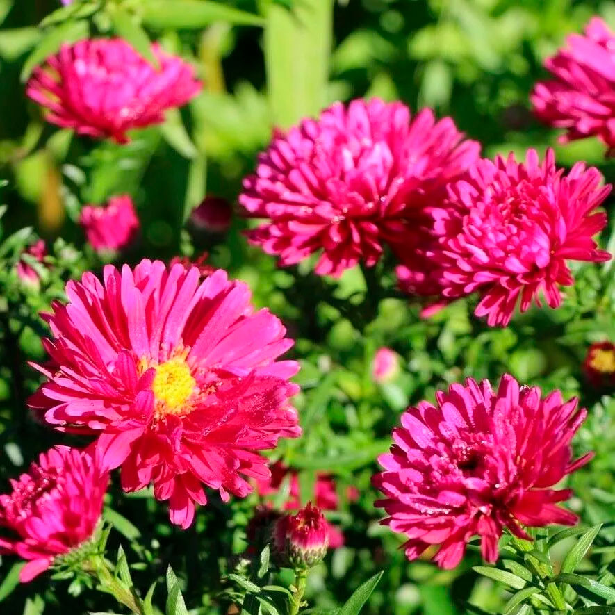 Превью изображения