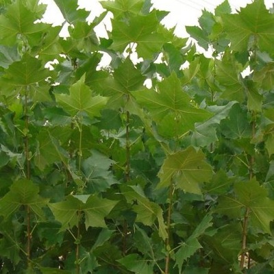 Превью изображения