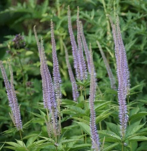 Превью изображения