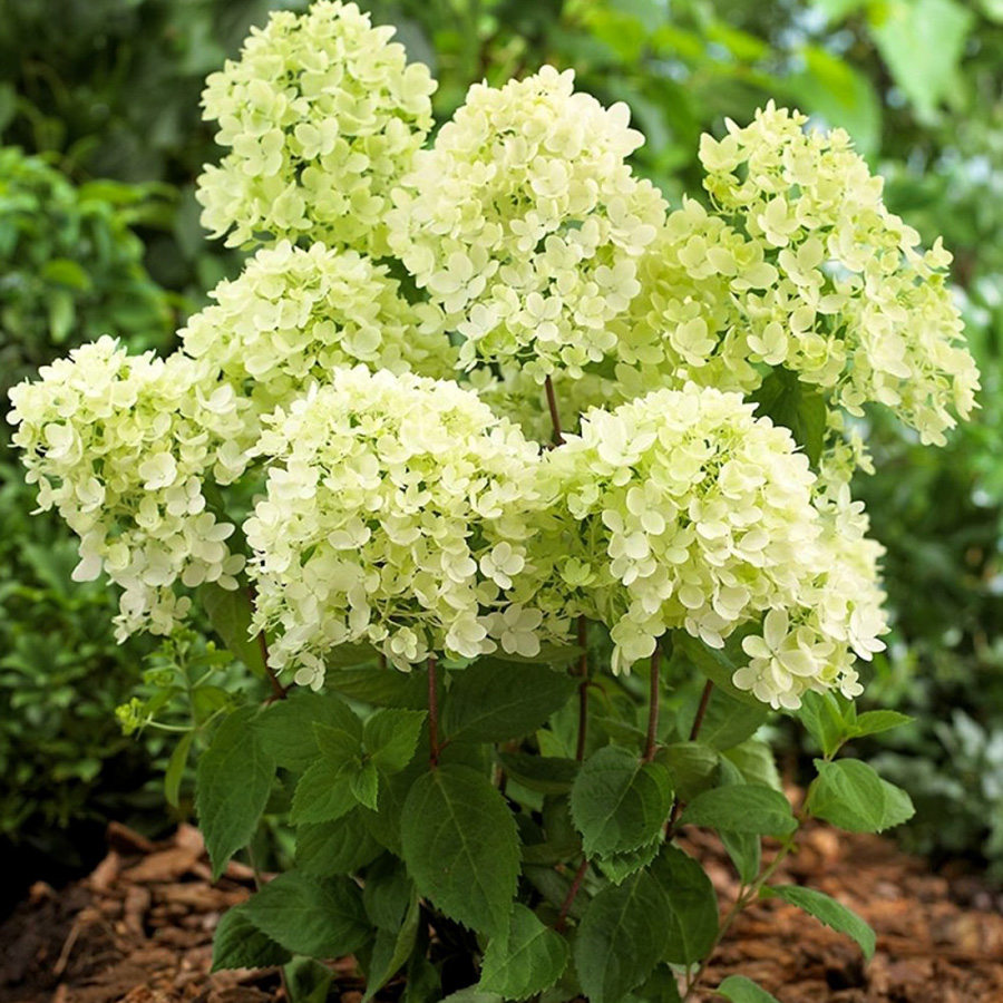 Превью изображения