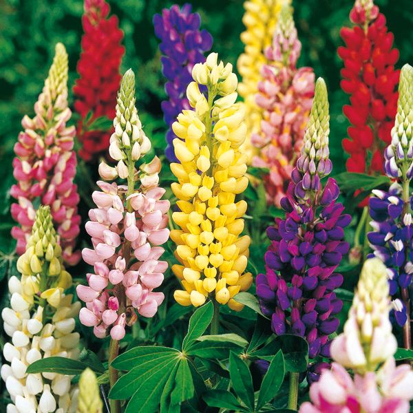 Превью изображения