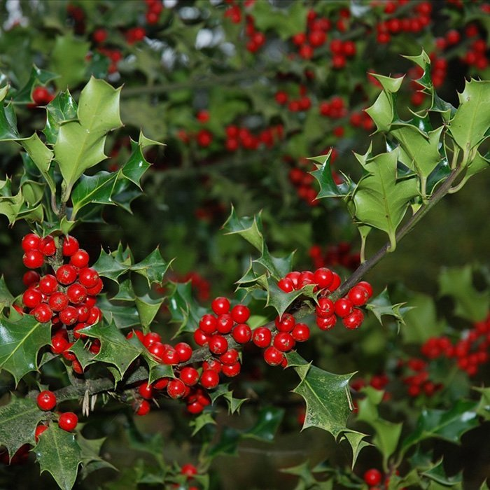 Превью изображения