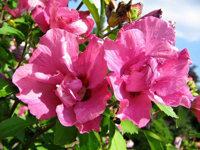 Превью изображения