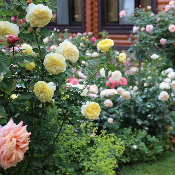 Превью изображения