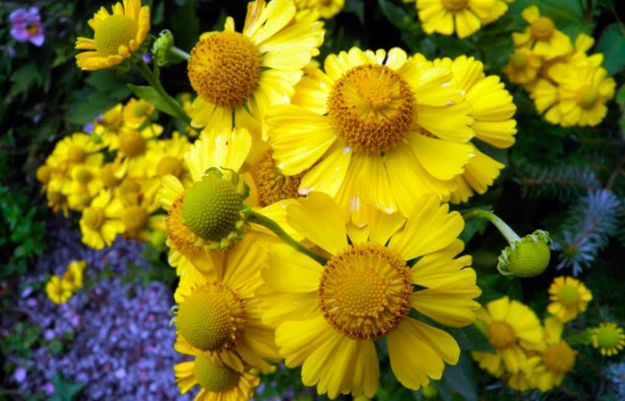 Превью изображения