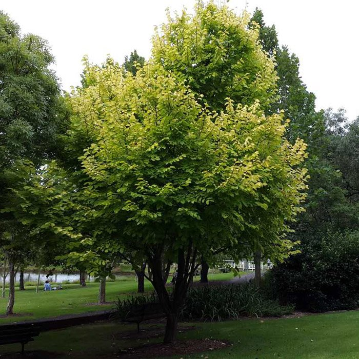 Превью изображения