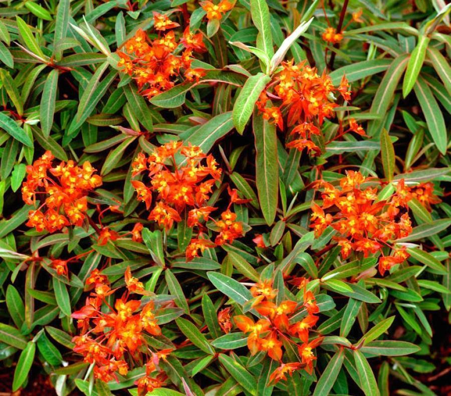 Превью изображения