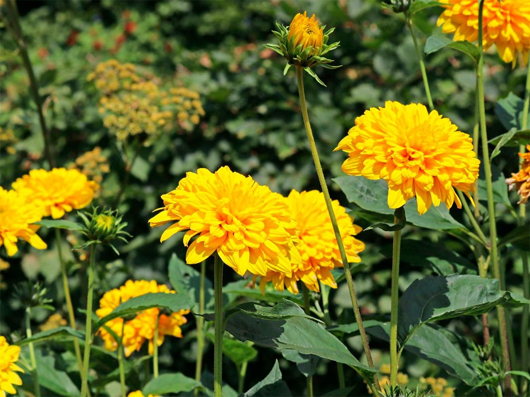 Превью изображения