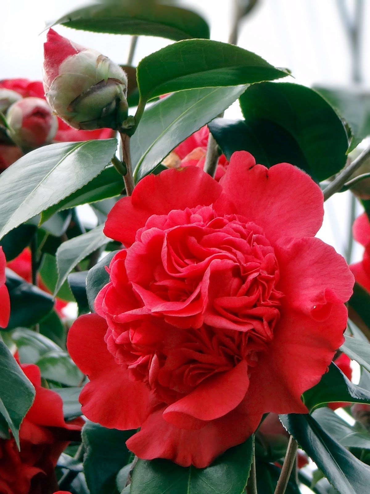 Превью изображения