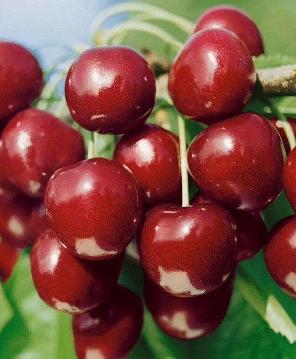 Превью изображения