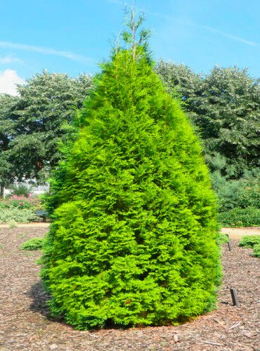 Превью изображения