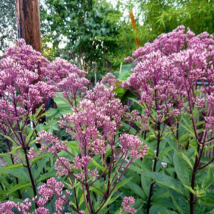 Превью изображения