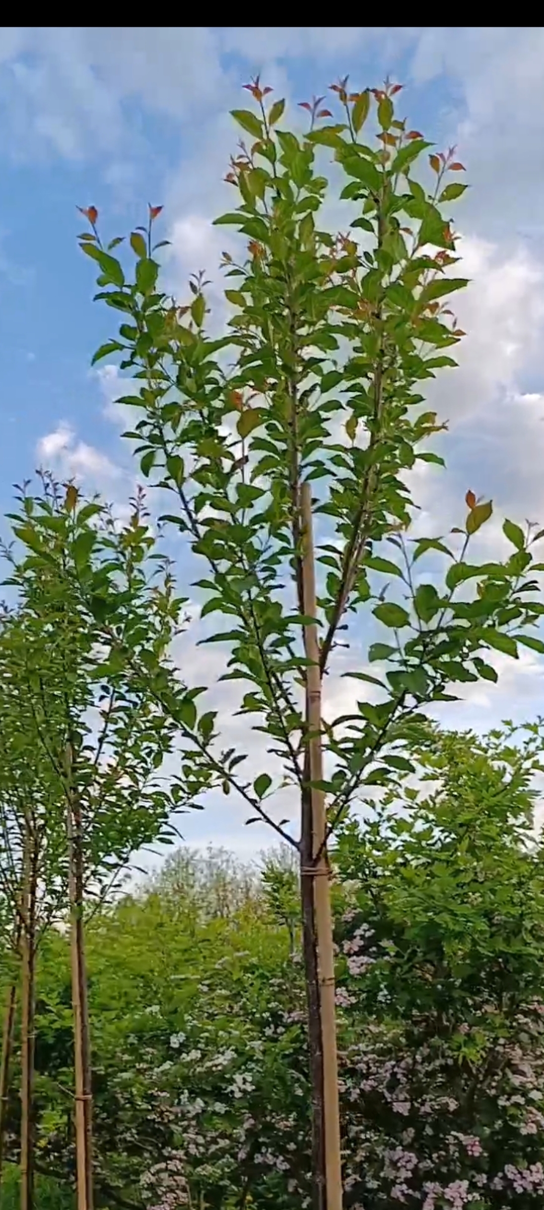 Превью изображения