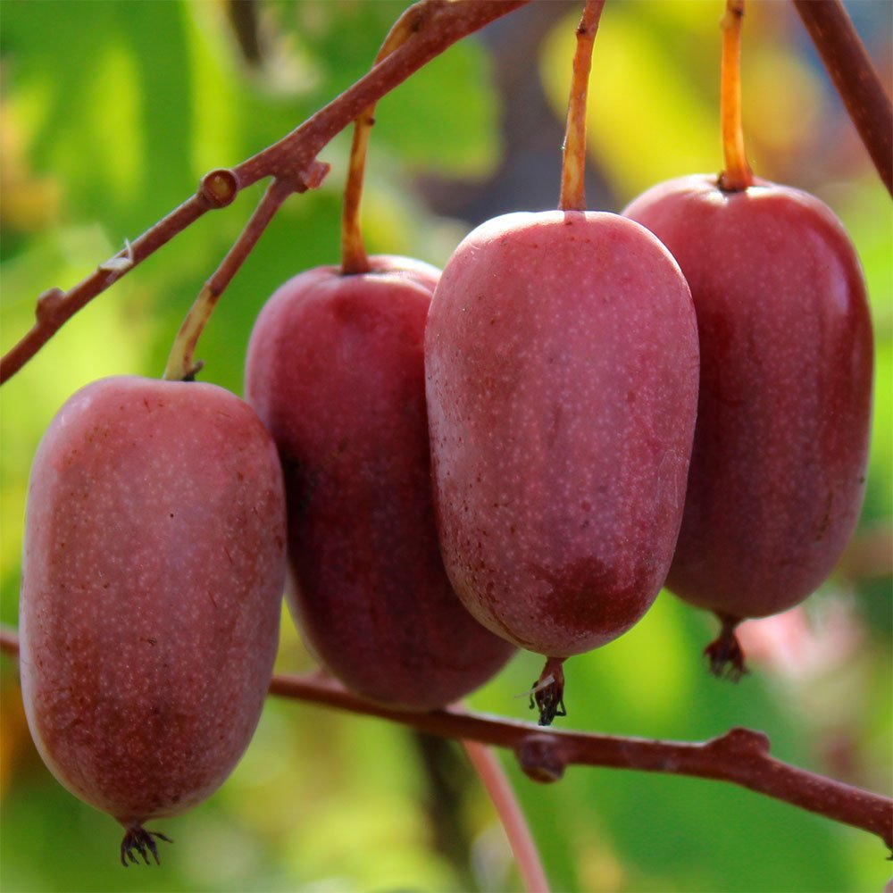 Превью изображения