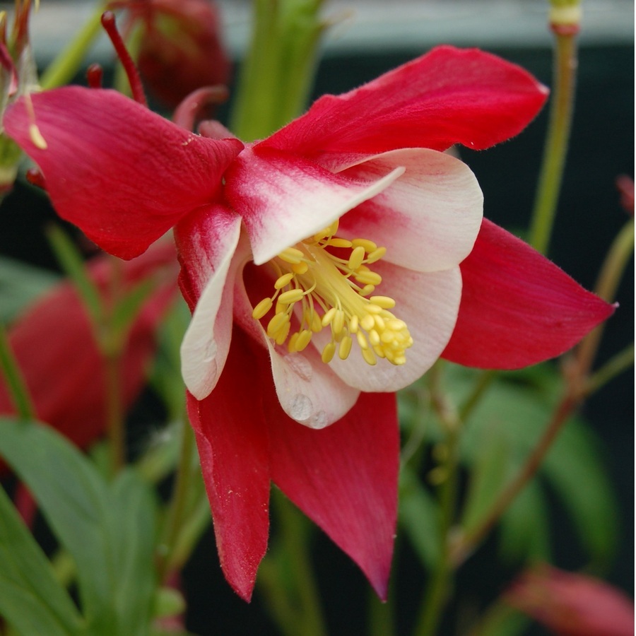 Превью изображения