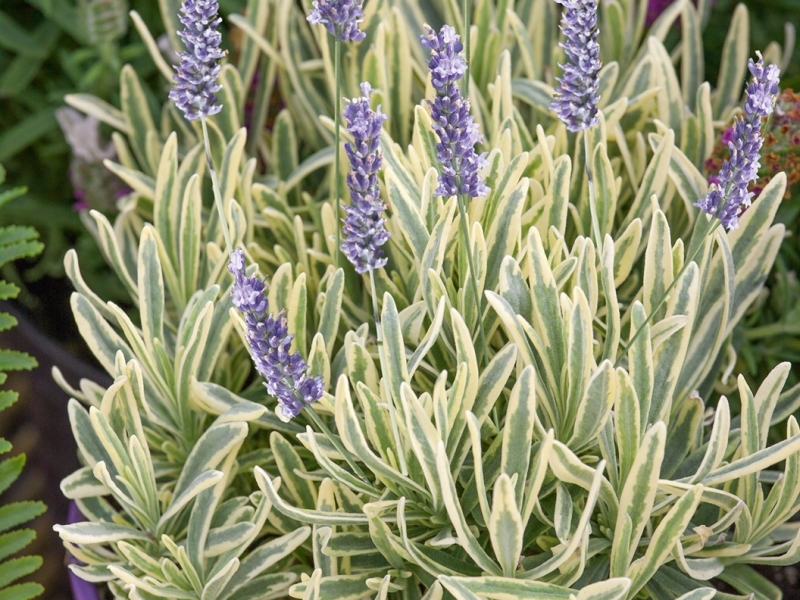 Превью изображения