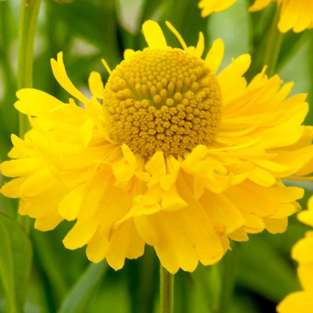 Превью изображения