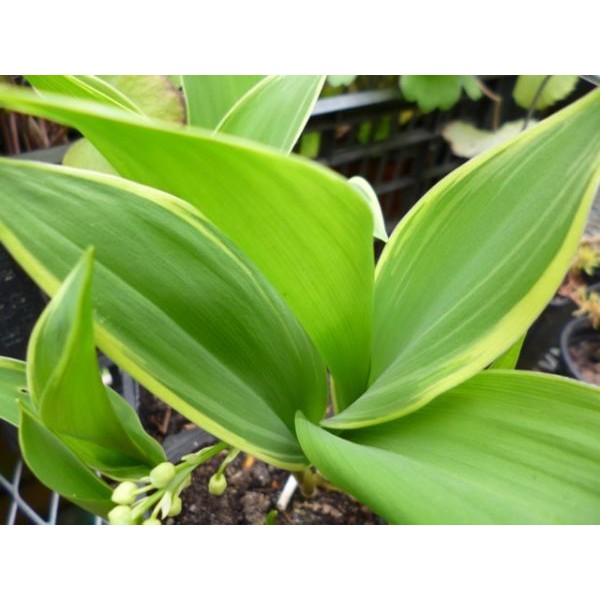 Превью изображения