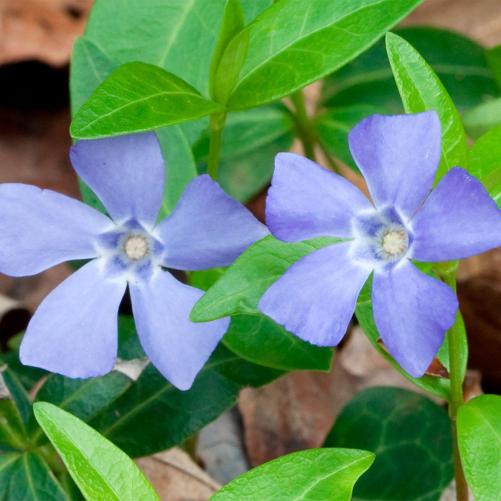 Превью изображения