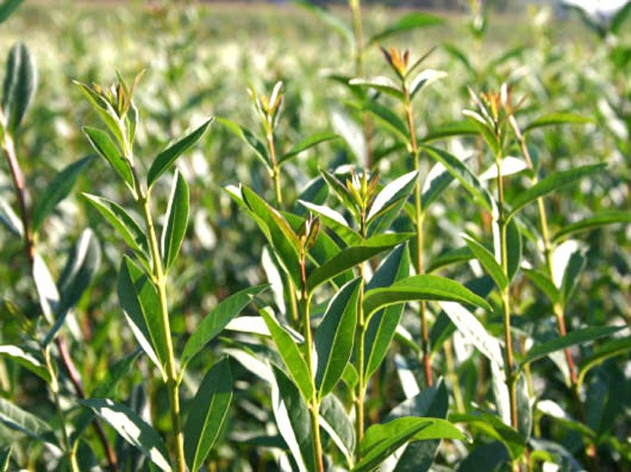 Превью изображения