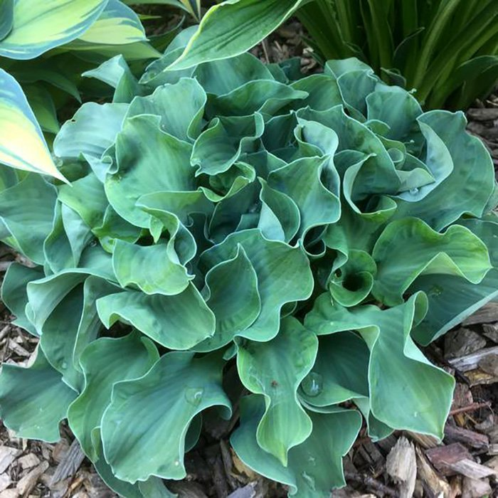 Превью изображения