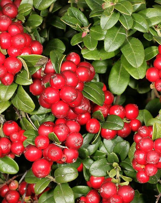 Превью изображения