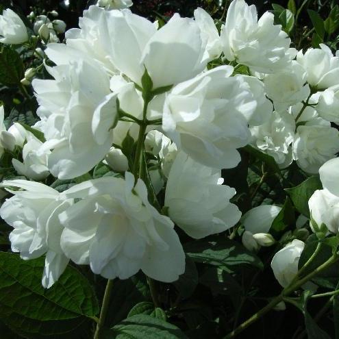 Превью изображения