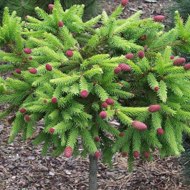 Превью изображения