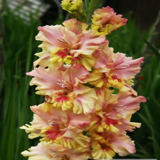 Превью изображения