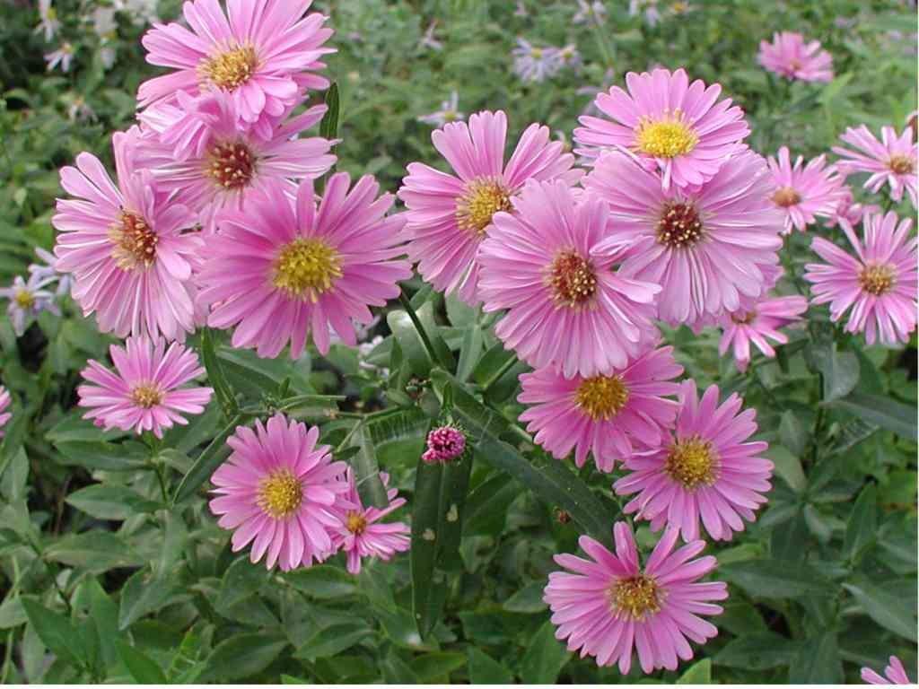 Превью изображения