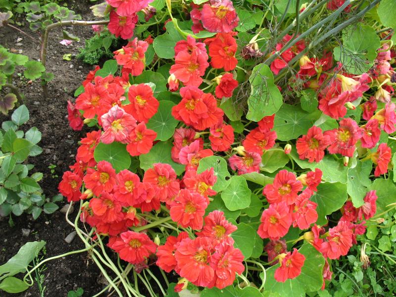 Превью изображения