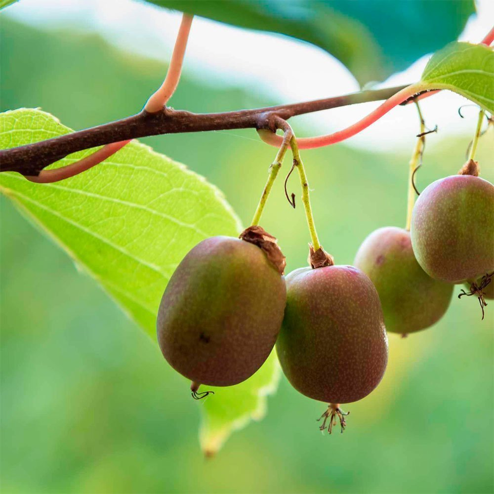 Превью изображения