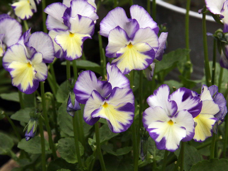 Превью изображения