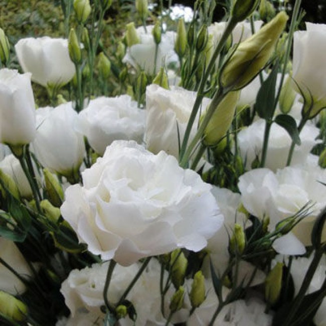 Превью изображения