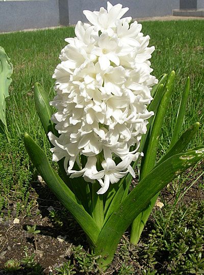 Превью изображения