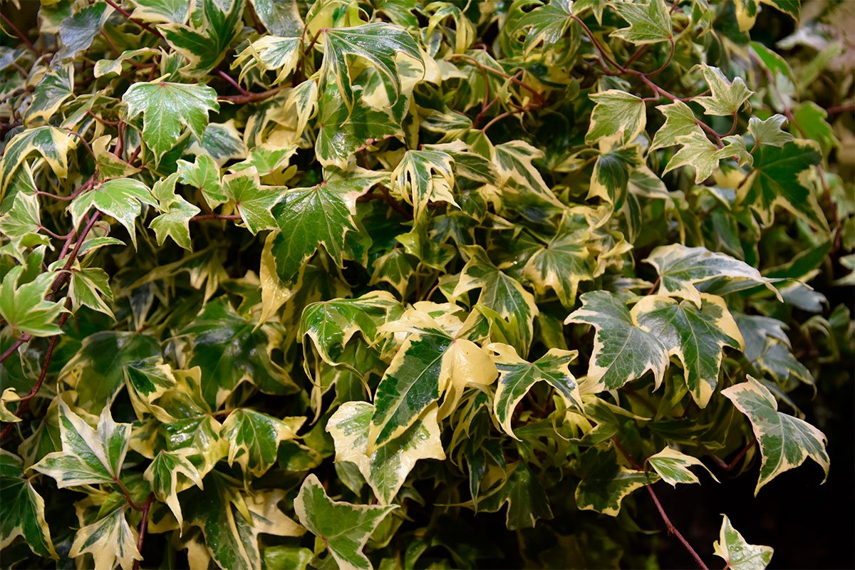 Превью изображения